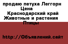 продаю петуха Леггорн › Цена ­ 500 - Краснодарский край Животные и растения » Птицы   